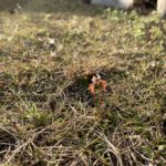 ヤマモミジの種が芽吹きまくってた件