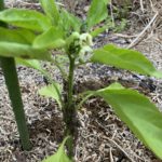 庭でカメムシが大量発生