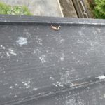 【定期点検】ワンダーデバイス屋根上でザリガニが散乱