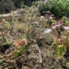 移植した赤ちゃんヤマモミジが順調に成長してる件