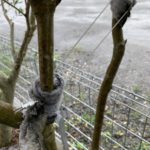境界沿いの庭木をステンレスワイヤーで敷地内に寄せたい件