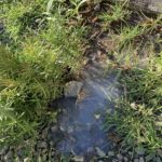 石鹸水まみれになってもローズマリーが枯れない件