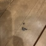 【薪ストーブ】虫を踏みつぶしてしまった件