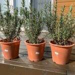 休日前に植物を買うと結構楽しめる